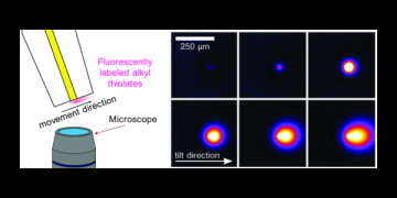 What Happens to the Thiolates Created by Reductively Desorbing SAMs? an in Situ Study Using Fluorescence Microscopy and Electrochemistry.