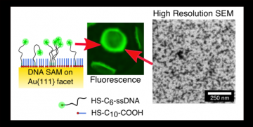 Direct Mapping of Heterogeneous Surface Coverage in DNA-Functionalized Gold Surfaces with Correlated Electron and Fluorescence Microscopy.