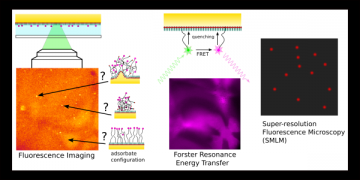 In Situ Spectroelectrochemical Fluorescence Microscopy for Studying Electrodes Modified by Molecular Adsorbates.