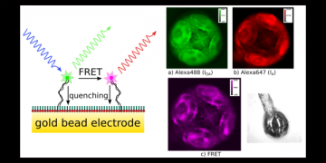 Application of FRET Microscopy to the Study of the Local Environment and Dynamics of DNA SAMs on Au Electrodes.