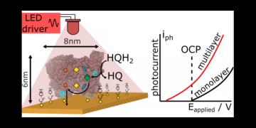 Correlating Structural Assemblies of Photosynthetic Reaction Centers on a Gold Electrode and the Photocurrent – Potential Response