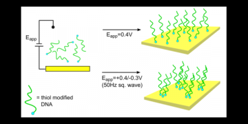Measuring and Controlling the Local Environment of Surface-Bound DNA in Self-Assembled Monolayers on Gold When Prepared Using Potential-Assisted Deposition.