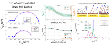 An EIS Study of the Heterogeneity of Redox Labeled DNA SAMs on Gold before and after Hybridization.