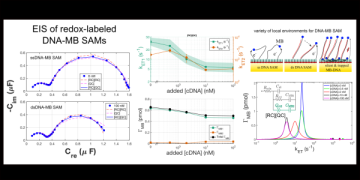 An EIS Study of the Heterogeneity of Redox Labeled DNA SAMs on Gold before and after Hybridization.