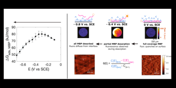 Influence of potential on the adsorption of a material binding peptide on Au via EIS and in-situ fluorescence imaging